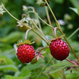 Waldberdbeeren